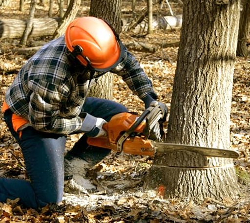 Tree Removal in Harrington, DE